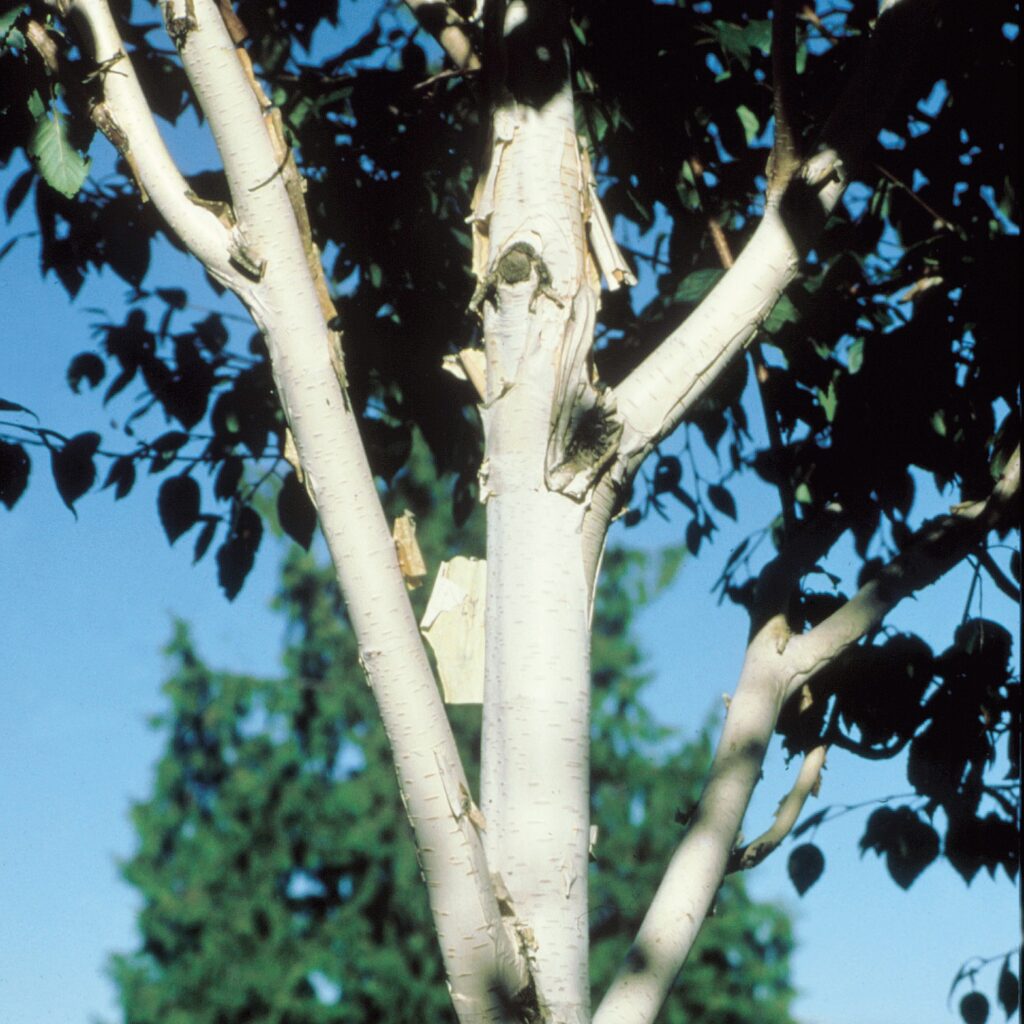 Betula utilis ‘Snow Queen’ Himalayan Birch Tree 5038838002755 2